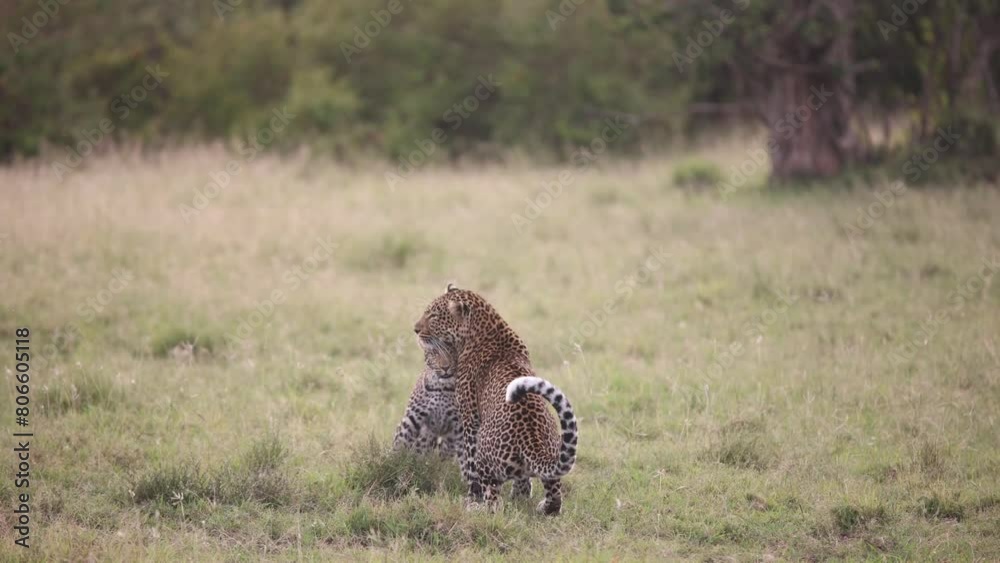 pair of leopards playing in the grass on safari on the Masai Mara Reserve in Kenya Africa pair of leopards playing in the grass on safari on the Masai Mara Reserve in Kenya Africa