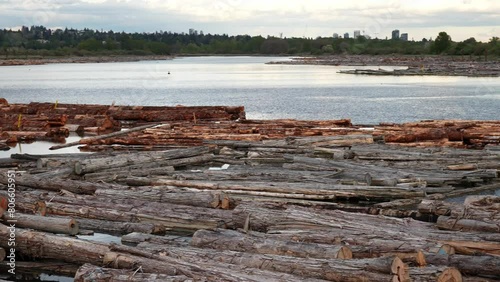 Scattered Timber Logs Floating on Serene Lake at Dusk