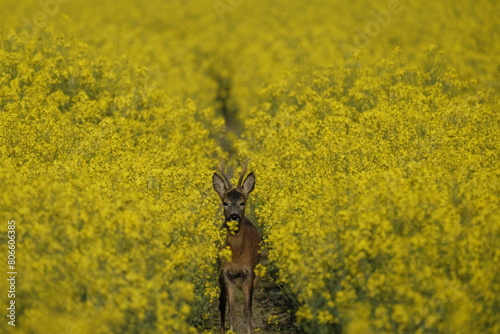 Rehbock im Rapsfeld