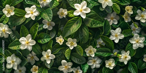  a close-up of a gardenia bush photo