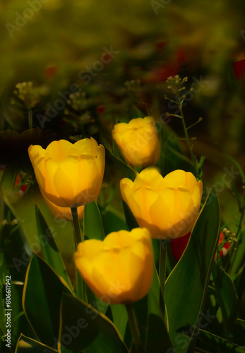 Yellow tulips bloom in the spring garden
