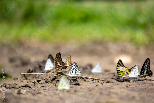 Swarm of adult male butterflies sapping on salt and mineral which also call mud puddling phenomenon during summer on mating season for tropical rainforest wildlife and environmental awareness