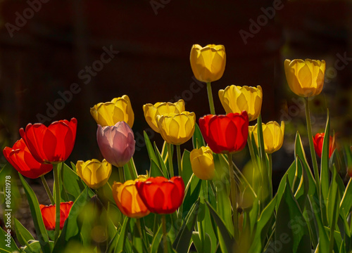 Glowing tulips .Tulips bloom in the spring garden