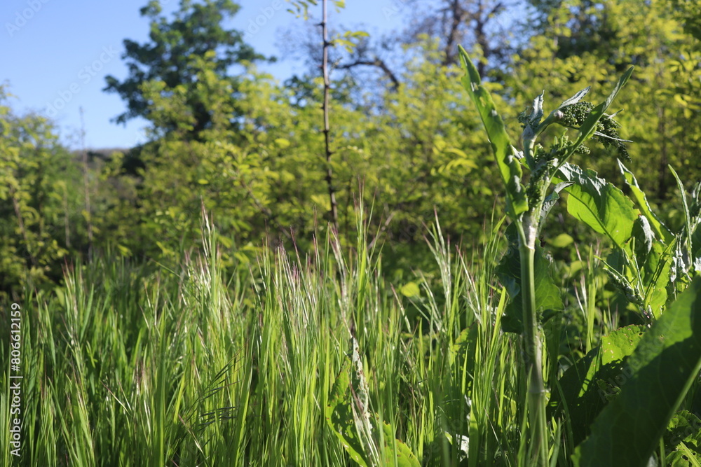 Nature Green Grass background, sunny summer time, countryside area Nature Green Grass background, sunny summer time, countryside area