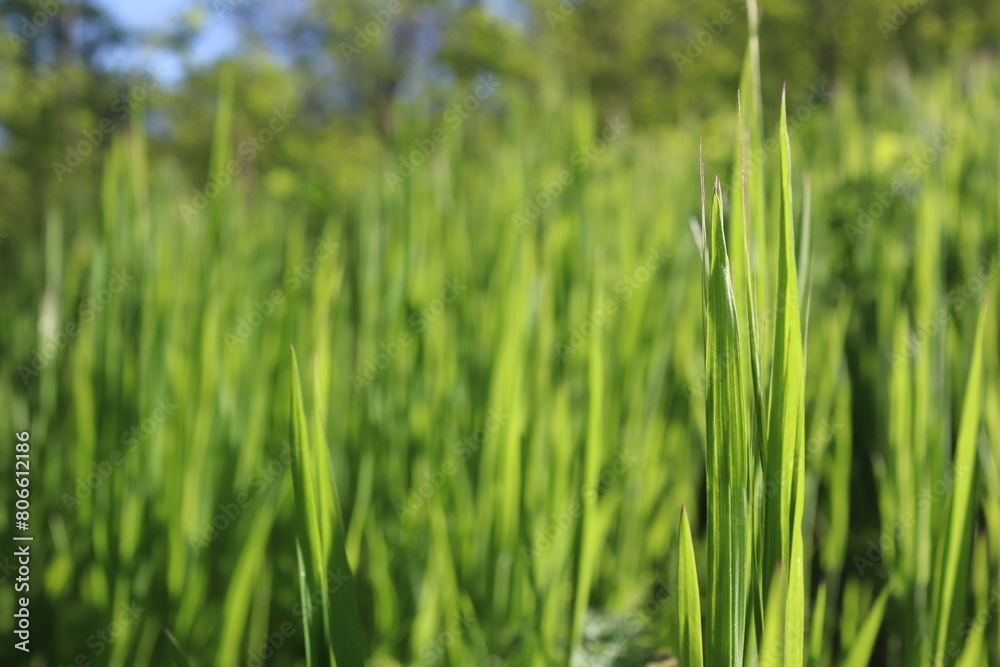 Nature Green Grass background, sunny summer time, countryside area