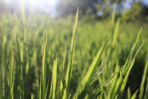 Nature Green Grass background, sunny summer time, countryside area © jbproduction02