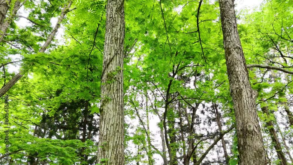 さわやかな森林　木漏れ日　グリーン　移動撮影