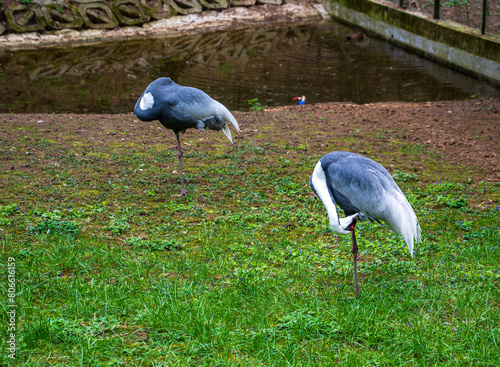 Two gray Wattled crane birds stand on the grass by the lake. photo