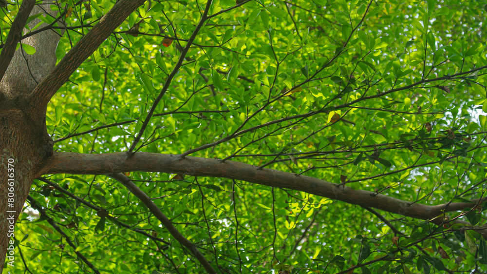 Obraz premium Green tree leaf sky background taken from the low point of view and looking upwards toward the top.