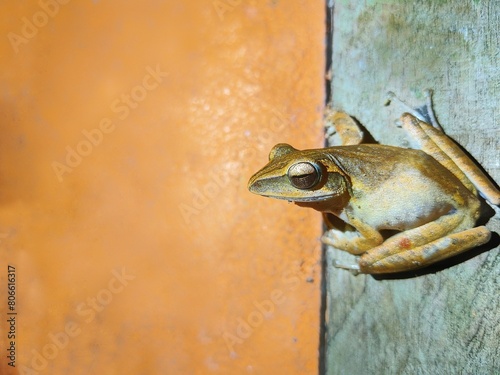 a striped tree frog that sticks to the wall of the house