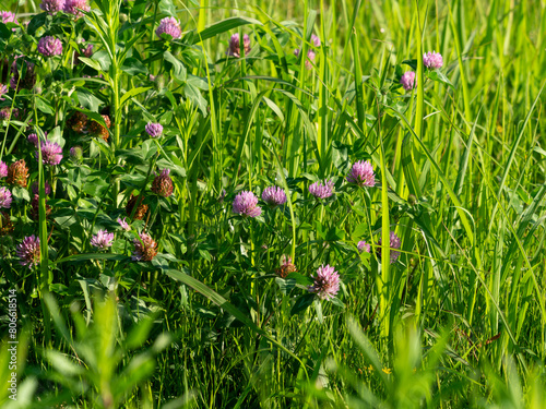 Wallpaper Mural 八尾空港の空き地に咲くムラサキツメクサ Torontodigital.ca