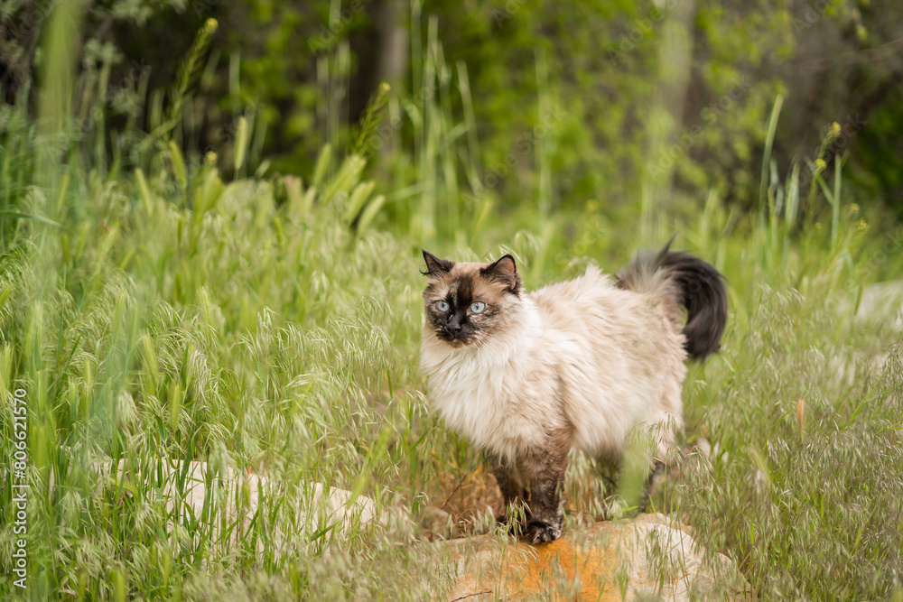 The Prettiest Adventure Cat Siamese Ragdoll Out During Springtime