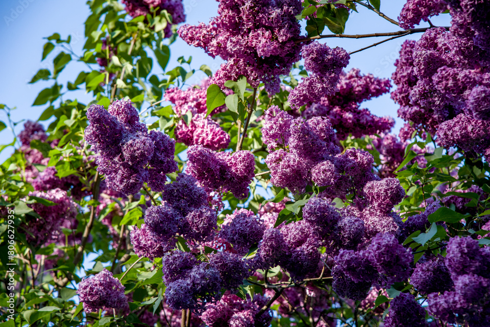 lilac aroma flowers in a botanical garden on sunny spring day lilac aroma flowers in a botanical garden on sunny spring day