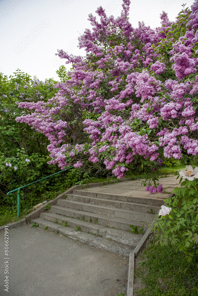 lilac aroma flowers in a botanical garden on sunny spring day lilac aroma flowers in a botanical garden on sunny spring day