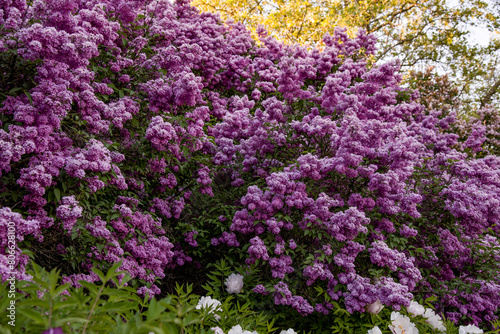 lilac aroma flowers in a botanical garden on sunny spring day