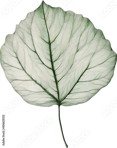 Botanical minimalist leaf  Leaf Clipart. 