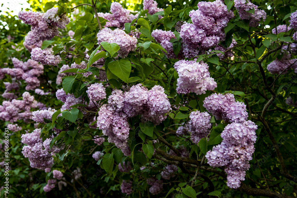 lilac aroma flowers in a botanical garden on sunny spring day lilac aroma flowers in a botanical garden on sunny spring day
