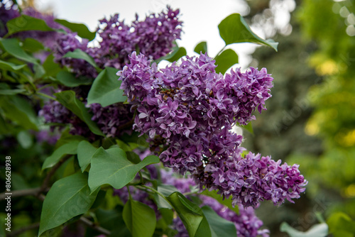 lilac aroma flowers in a botanical garden on sunny spring day 