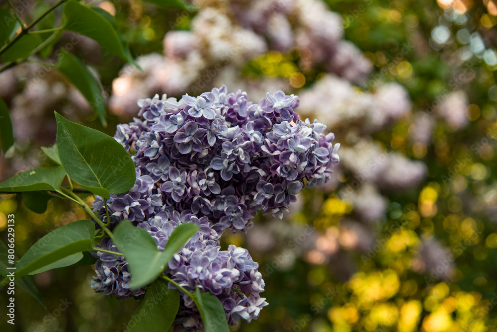 lilac aroma flowers in a botanical garden on sunny spring day lilac aroma flowers in a botanical garden on sunny spring day