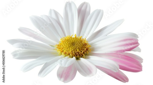Beautiful white Daisy (Marguerite) with a little pink, isolated on white background, including clipping path,beautiful bellis perennis flower isolated on white background,Macro shot of white daisy 