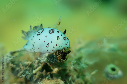 Jorunna Funebris nudibranch photo