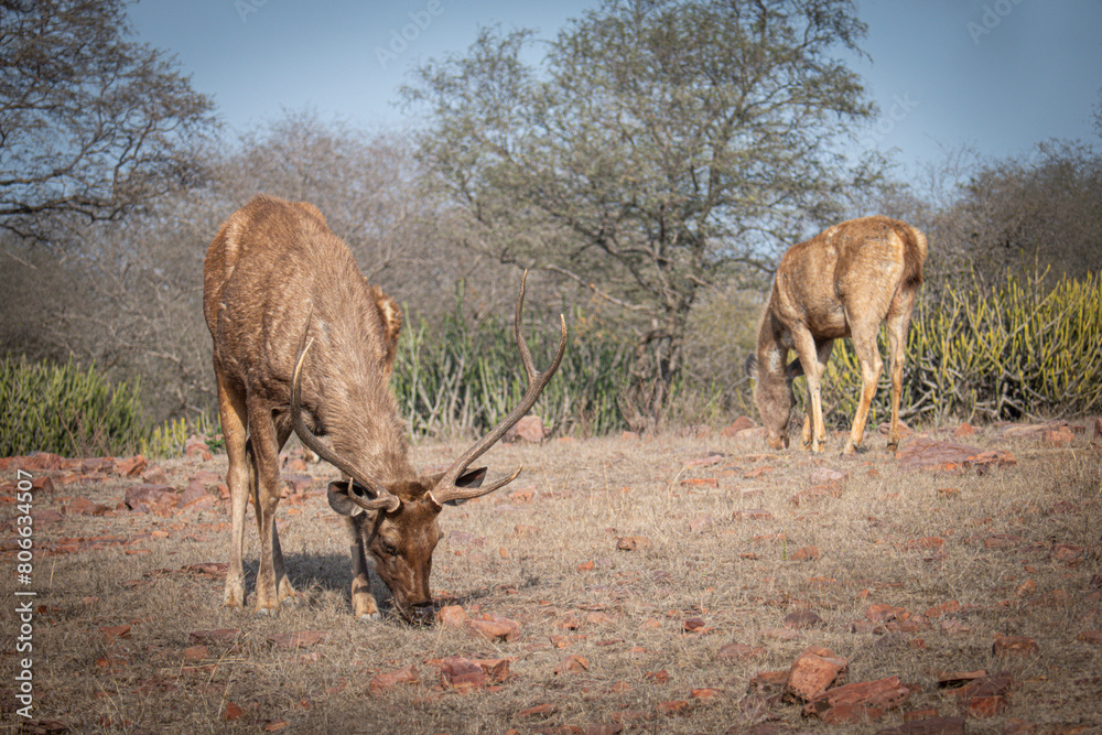 Scenic view of deer in Ranthambore National Park, Sawai Madhopur, Rajasthan, India Scenic view of deer in Ranthambore National Park, Sawai Madhopur, Rajasthan, India