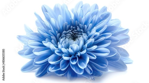 Blue chrysanthemum, Flower on a white isolated background with clipping path, For design, Closeup. Nature,close up of blue aster flower bouquet for floral background,Close up of blue flower 