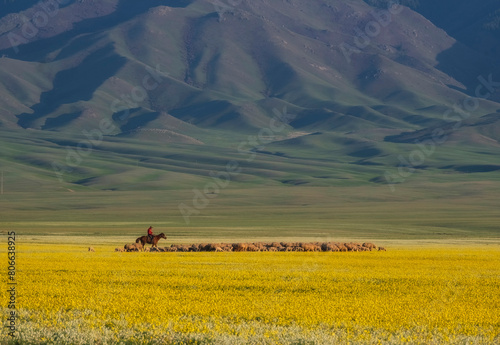 A shepherd on a horse grazes a flock of sheep in the flowering steppe near the mountains