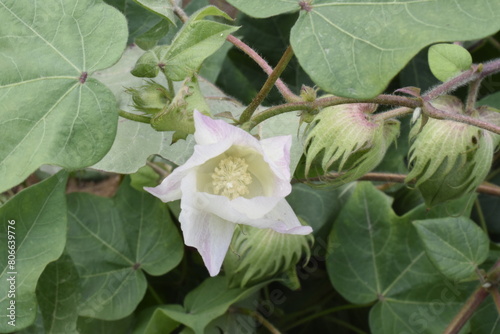 Close up of a capture Gossypium herbaceous cotton flower seed with selective focus on a subject and cotton ball