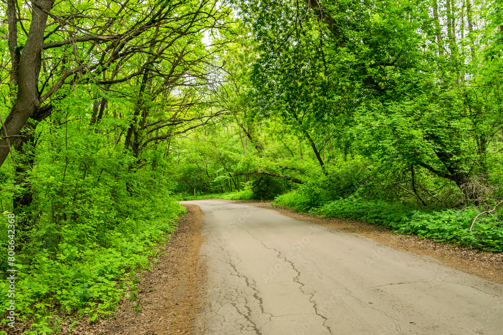 Fototapeta premium Road in a dense mixed forest