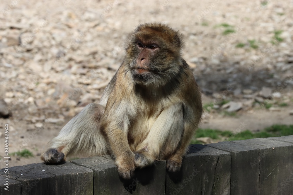 Male macaca ape sitting at wall