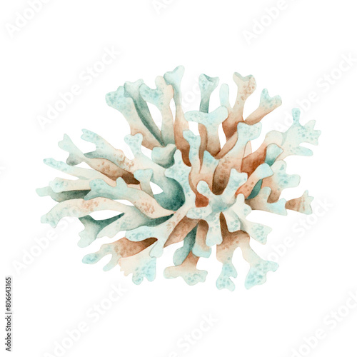 White coral watercolor illustration isolated on white background. Hand drawn monochrome underwater reef animal, sea and ocean polyp clipart for marine and nautical design