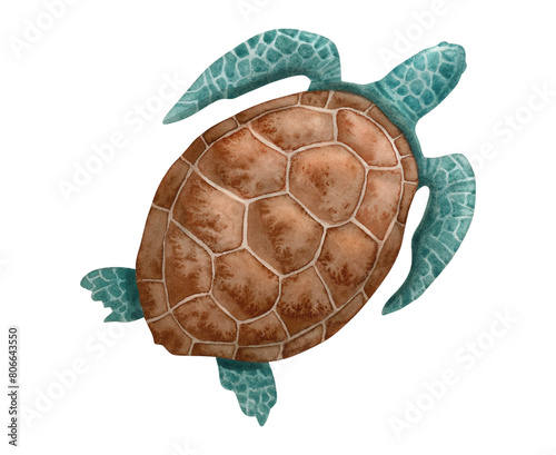 Swimming sea turtle watercolor illustration isolated on white. Brown and blue green marine animal with oval shell, top view. Ocean underwater nature for nautical designs