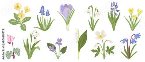 spring flowers, vector drawing wild flowering plants at white background, floral elements, hand drawn botanical illustration