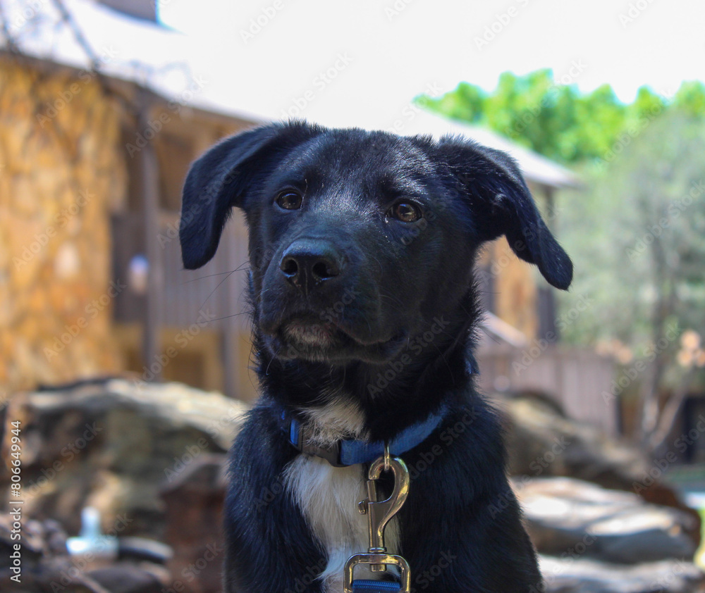 black labrador puppy black labrador puppy