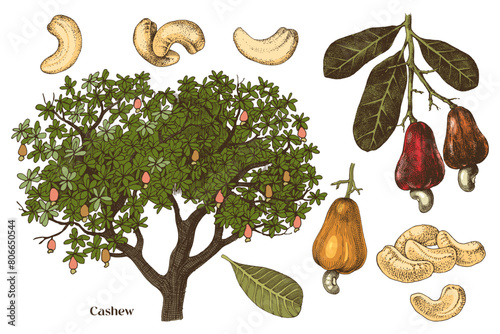 Hand drawn cashews vector set