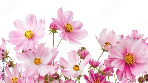 Pink cosmos flowers on white background,Pink cosmos flowers on white background,Close up pink cosmos flower in the field at sunrise in the morning over white background © Classy designs
