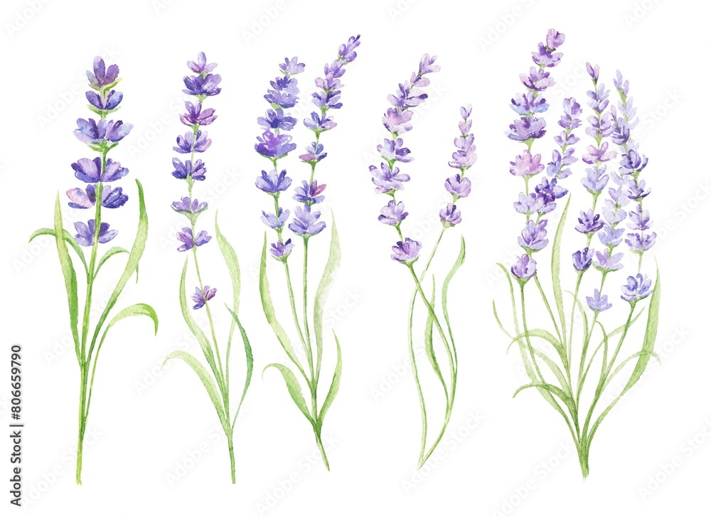 Obraz premium Watercolour lavender flowers isolated on white background. Hand painted watercolor illustration.