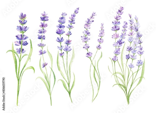 Watercolour lavender flowers isolated on white background. Hand painted watercolor illustration. (ID: 806659790)