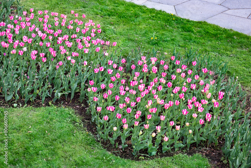 Blossom tulips in the garden