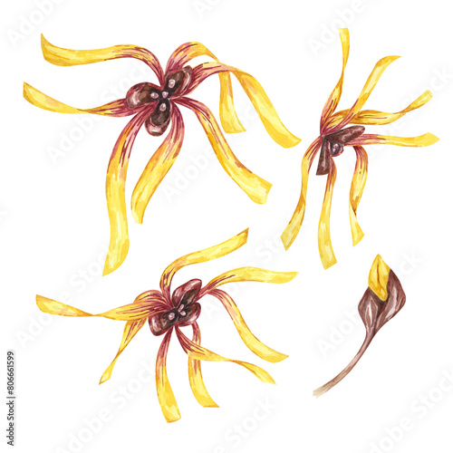 Witch hazel blossoming yellow medicinal plant flowers clipart. Hamamelis virginiana japonica buds in bloom. Watercolor illustration for cosmetics, water, cream packaging, gel, ointment, national day photo