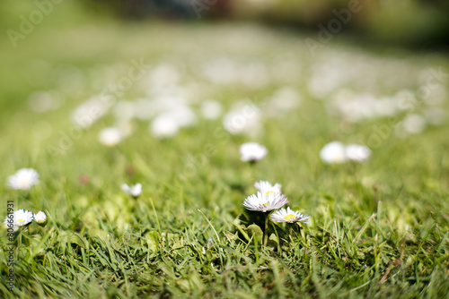 Dziki trawnik z kwitnącymi stokrotkami. © Blaszko