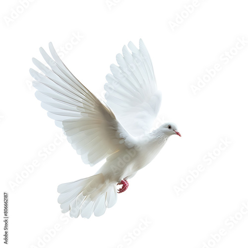 White dove symbol of peace flying, Isolated on transparent background.