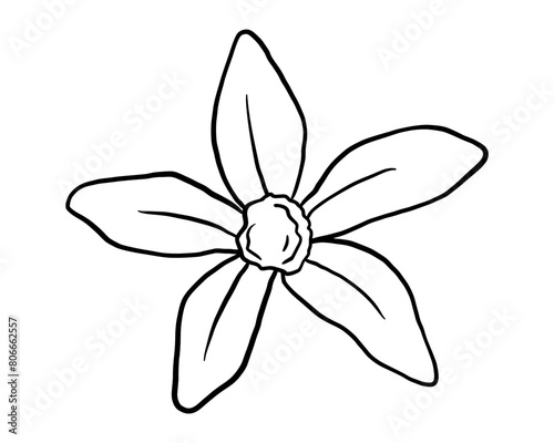 Vanilla flower sketch. Hand drawn isolated line illustration of spice plant. Outline doodle nature element