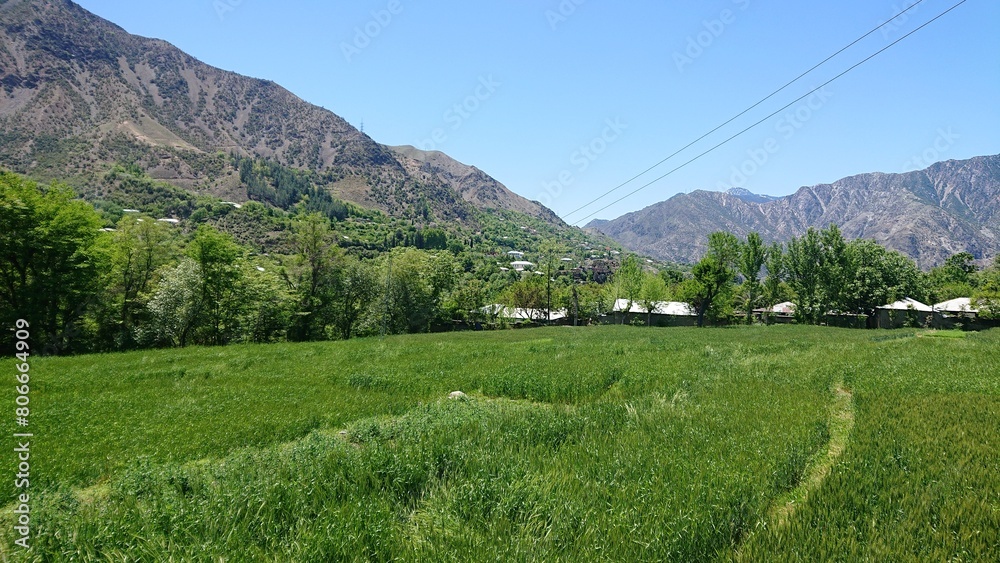 alpine meadow in the mountains alpine meadow in the mountains