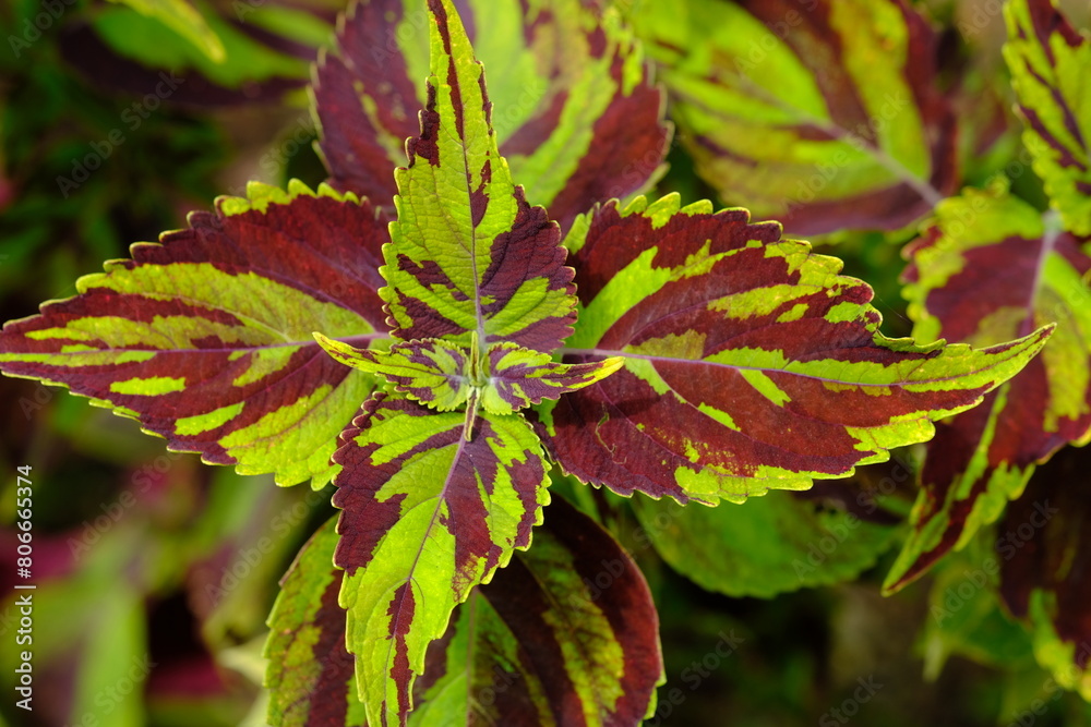 Coleus scutellarioides, or coleus, is a species of flowering plant in the family of Lamiaceae. miana. nature concept background. Coleus scutellarioides, or coleus, is a species of flowering plant in the family of Lamiaceae. miana. nature concept background.
