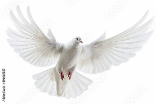 Elegantly spread wings of a pure white dove soaring  isolated on a white background