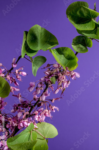 Blooming cercis siliquastrum on a purple background photo