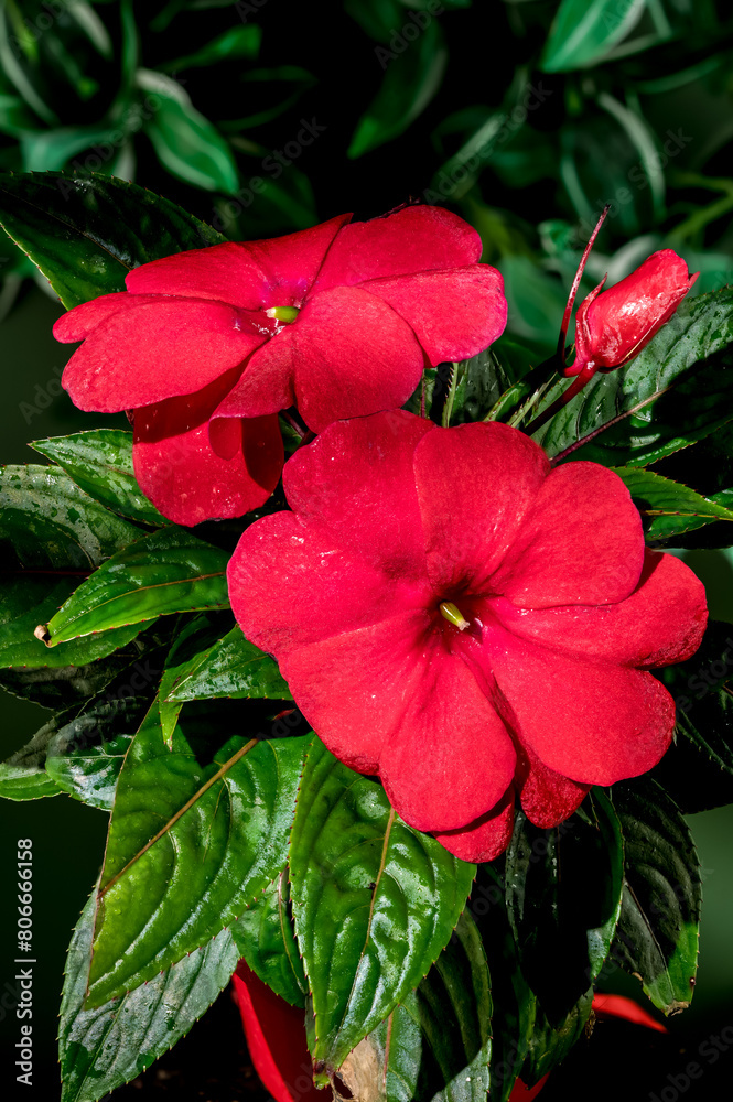 Blooming red impatiens hawkeri flowers on a green background Blooming red impatiens hawkeri flowers on a green background