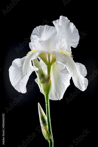 Fotografie Blooming white iris Immortality on a black background